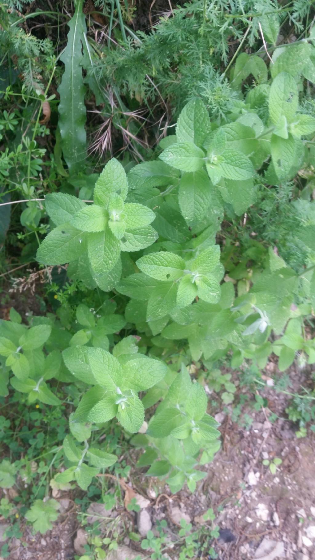 Menta silvestri?